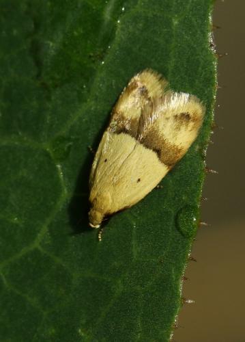 Odites kollarella